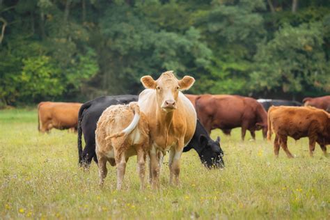 Top 10 Practices for Raising Healthy Farm Animals